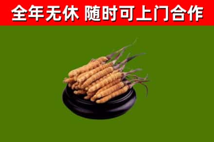 喀什地区烟酒回收冬虫夏草.jpg