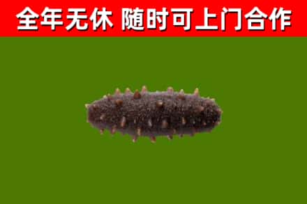 喀什地区烟酒回收干海参.jpg